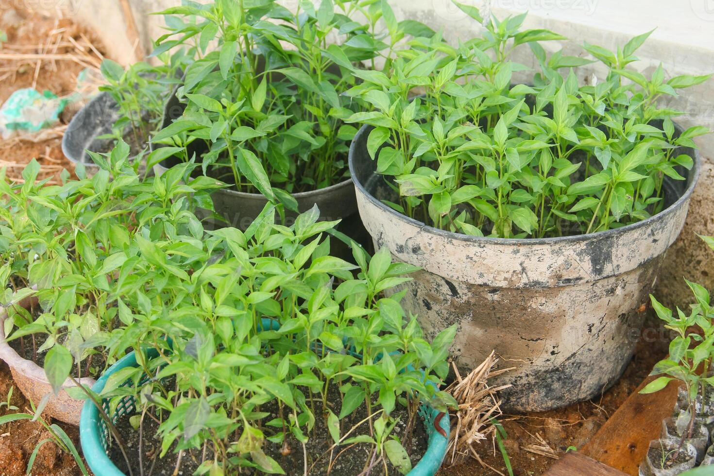 A group of plants in a bucket photo