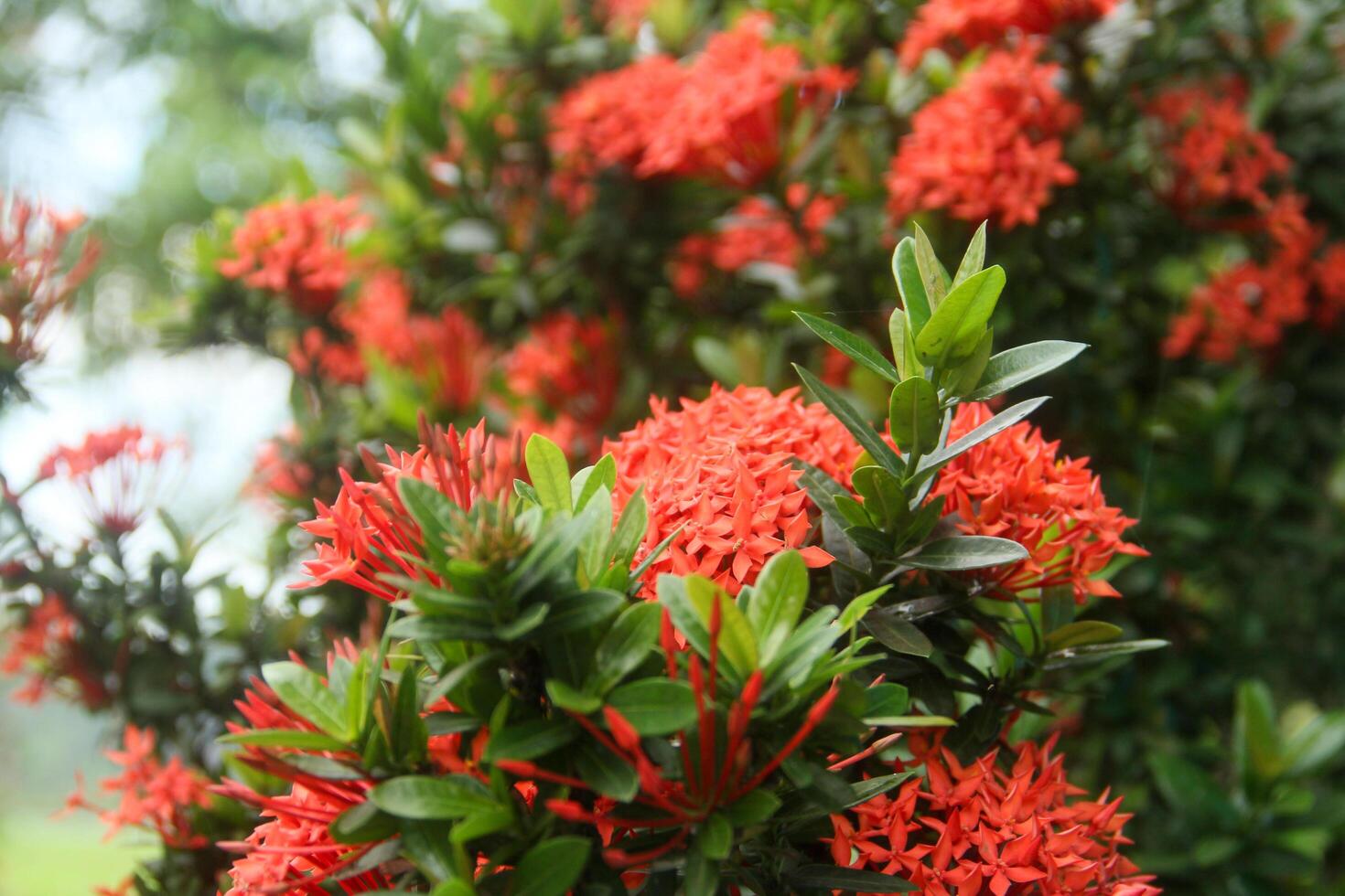 A bush with bright red flowers in the middle of the day photo
