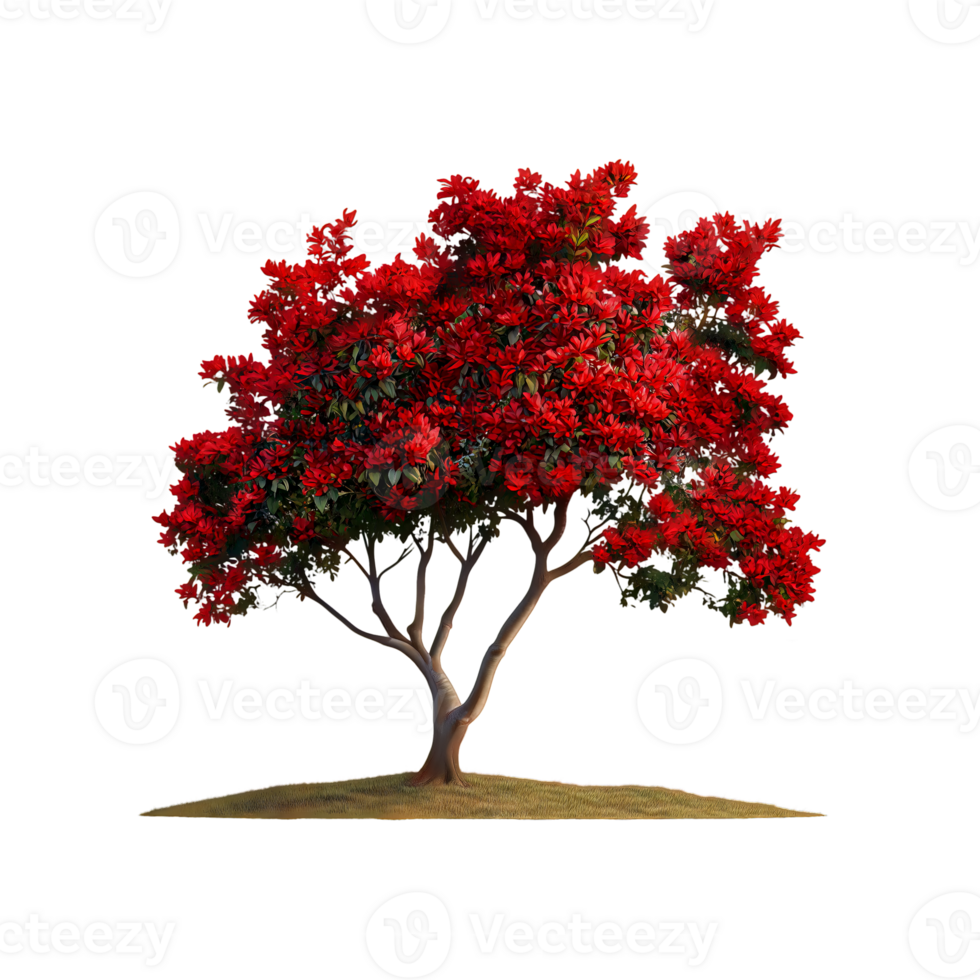 Natural flamboyant tree isolated on transparent background png