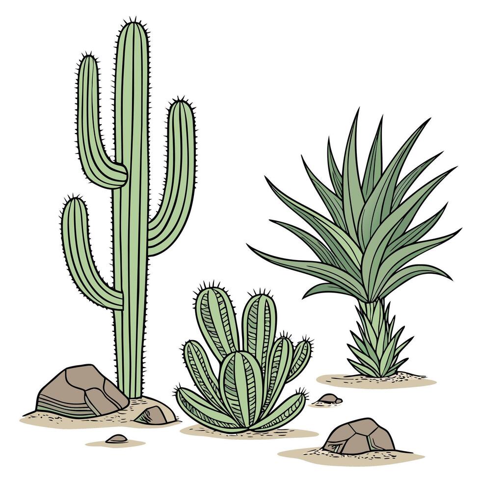 Desert Cactus and Succulent Plant Set vector
