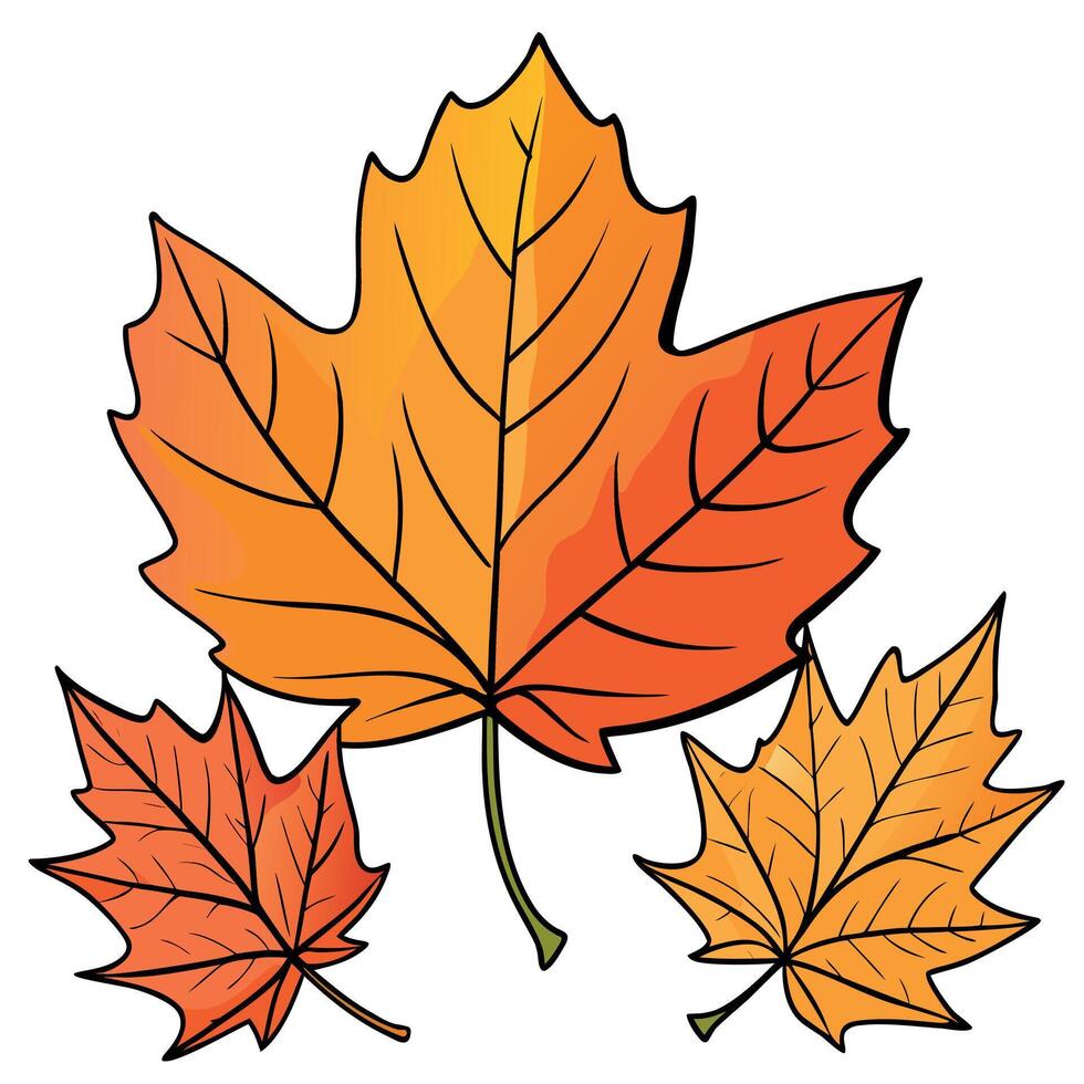 Autumn Maple Leaves Illustration vector