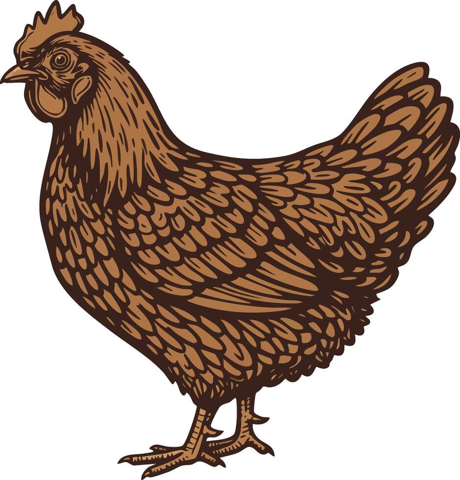 Brown hen chicken bird farm animal detailed illustration natural style vector