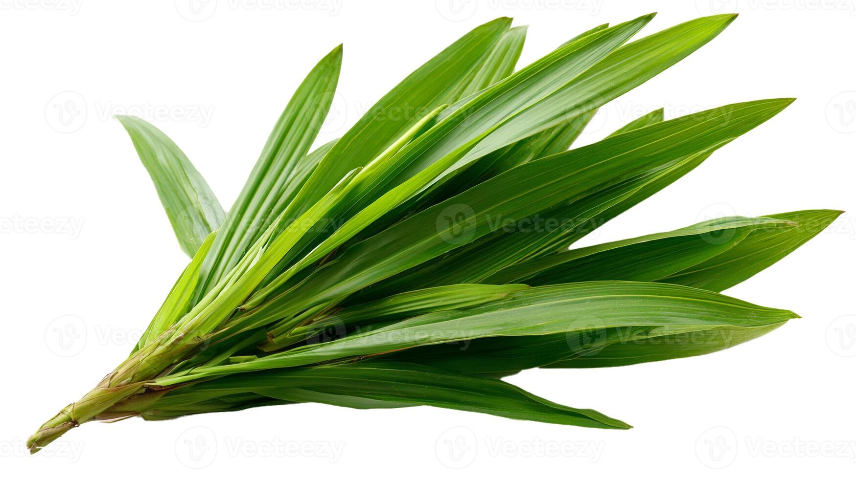 pandan leaves on white background photo