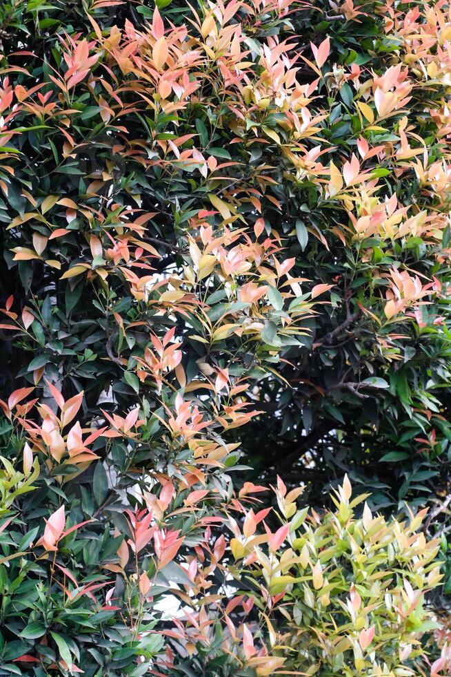 Textured Backgrounds from Red lip tree ornamental plant. This plant is a type of Syzygium oleana which is a plant with a characteristic red color on the tips of its leaves. Natural Wall photo