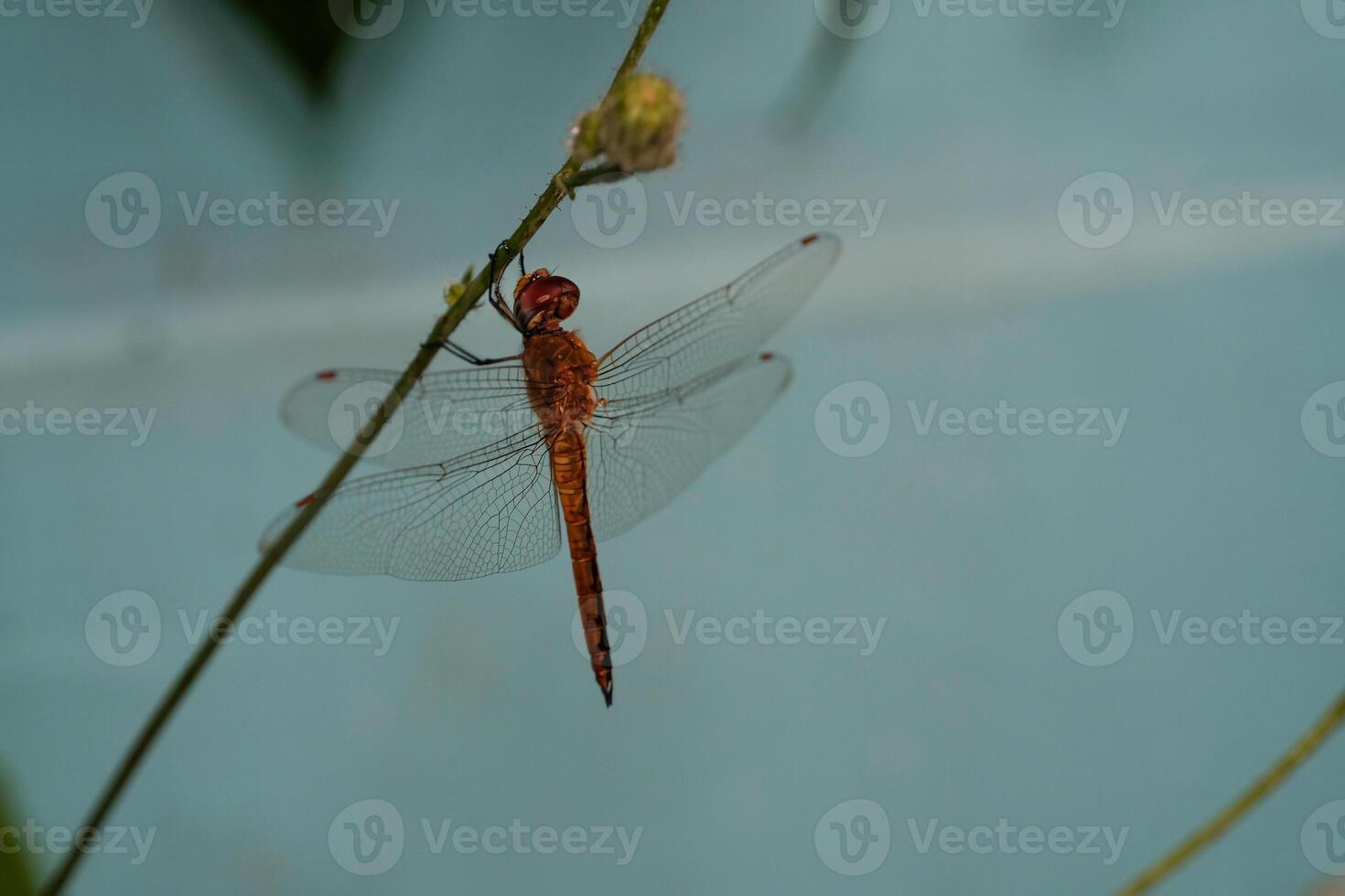 Macrophotography Red dragonfly hanging vertically on a stem. Red dragonfly of the Crocothemis erythraea type, an insect that only appears during rain or places near water. Animal in closeup photo