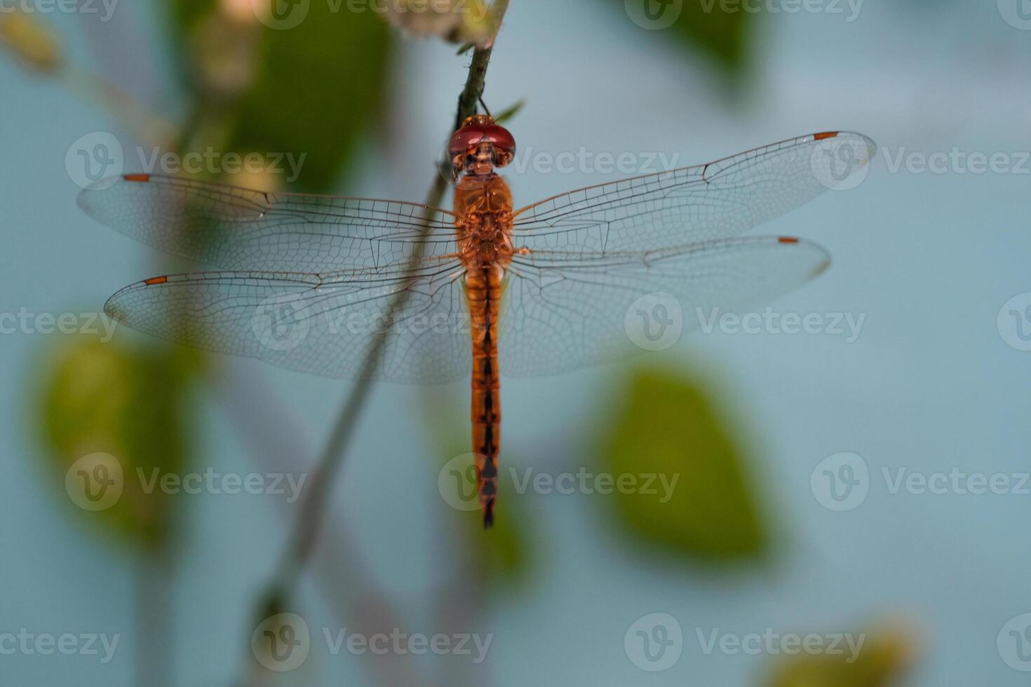 Macrophotography Red dragonfly hanging on a flower stalk. Red dragonfly of the Crocothemis erythraea type, an insect that only appears during rain or places near water. Science of animal photo