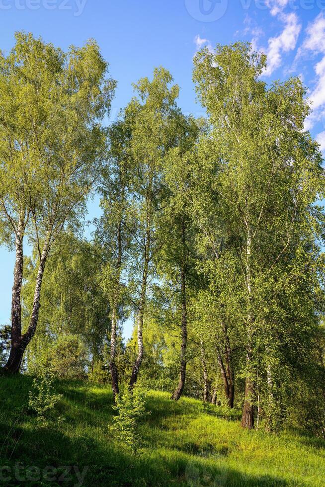 Green birch trees and grass on a sunny hillside under a clear blue sky, a natural spring landscape and outdoor scene for background. photo