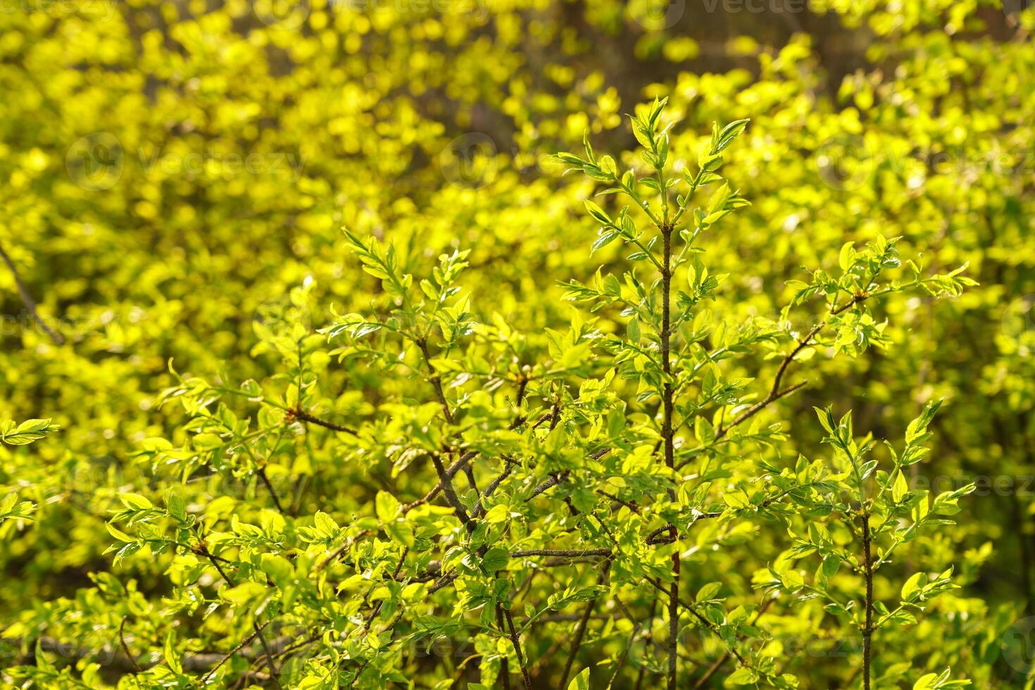 Green shrub with young leaves in late spring or early summer, illuminated by sunlight, for nature and garden design themes. photo