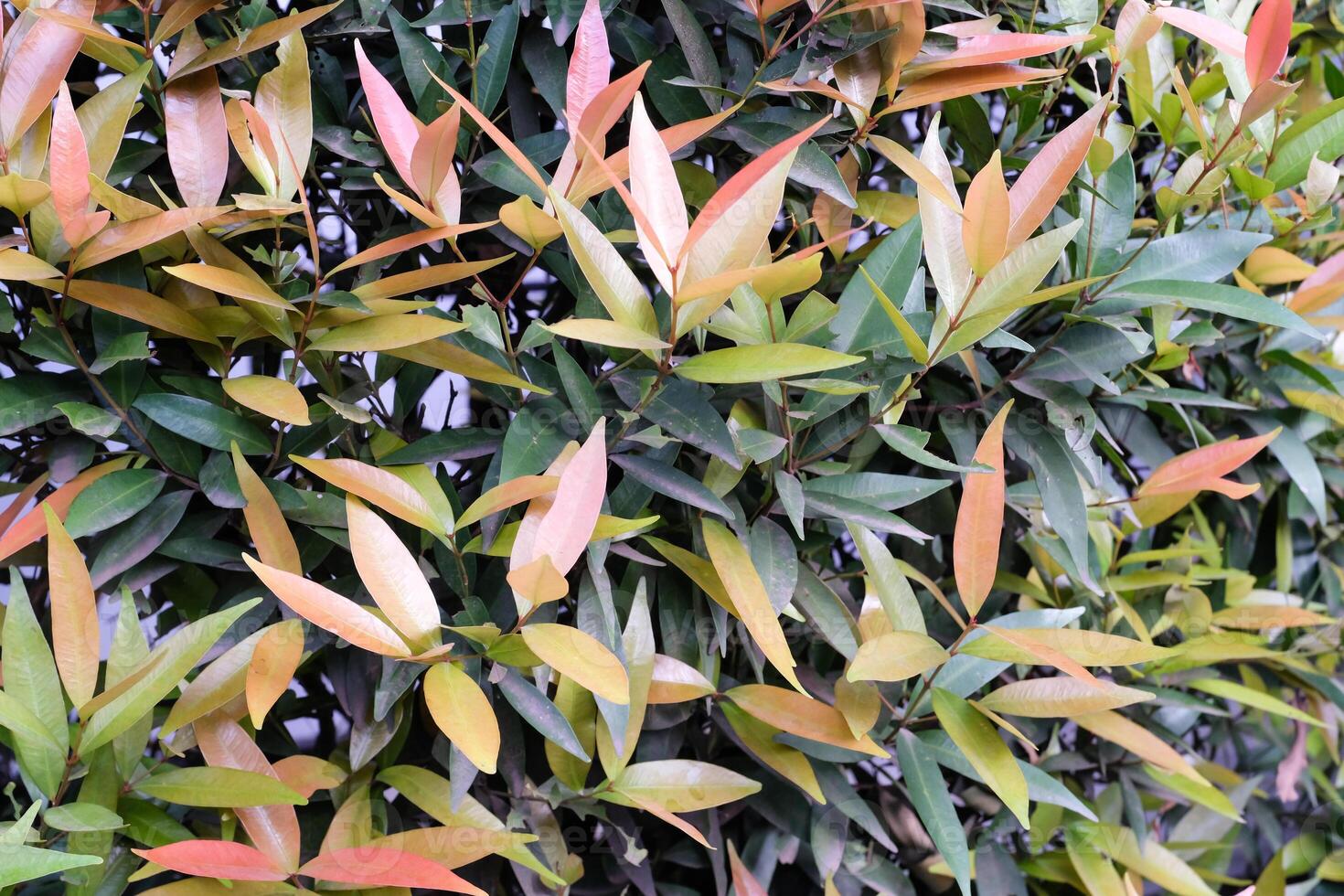 Textured Backgrounds from Red lip tree ornamental plant. This plant is a type of Syzygium oleana which is a plant with a characteristic red color on the tips of its leaves. Natural Wall Backdrop. photo
