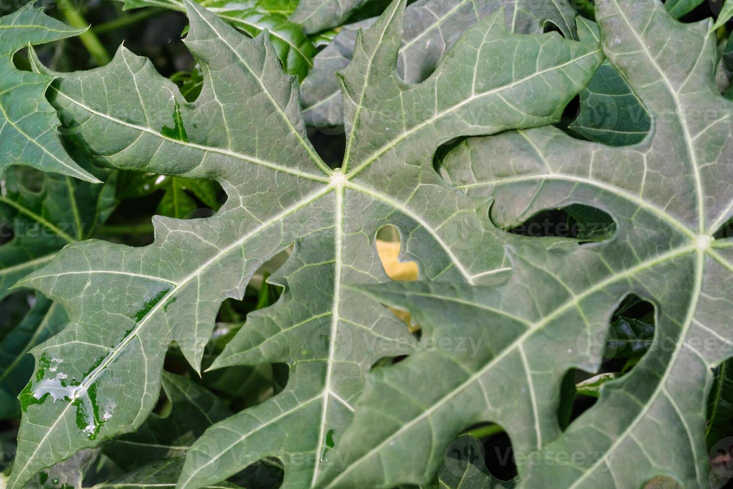 Papaya leaf pile texture. Close-up Background of green papaya leaf with palmate leaf vein arrangement. Textured details of papaya leaf surface. Plants closeup. Nature themes with Negative space photo