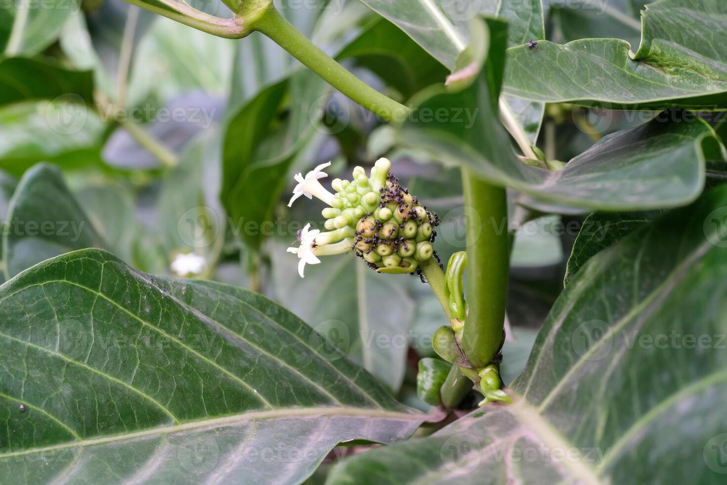 Bokeh shot of Noni fruits. The fruit of the Morinda citrifolia plant photographed with green foliage foreground. Depth of fields. Wild Flora in nature. Noni Fruits with green leaves frame. Ads space photo