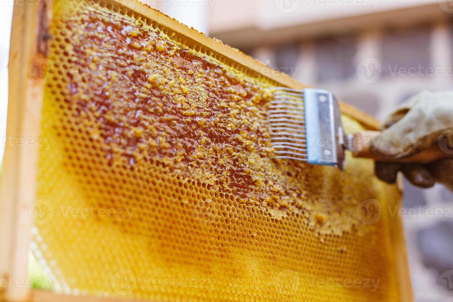 Close Up of Beekeeper Using Uncapping Fork to Remove Wax from Full Honeycomb Frame at Honey House photo
