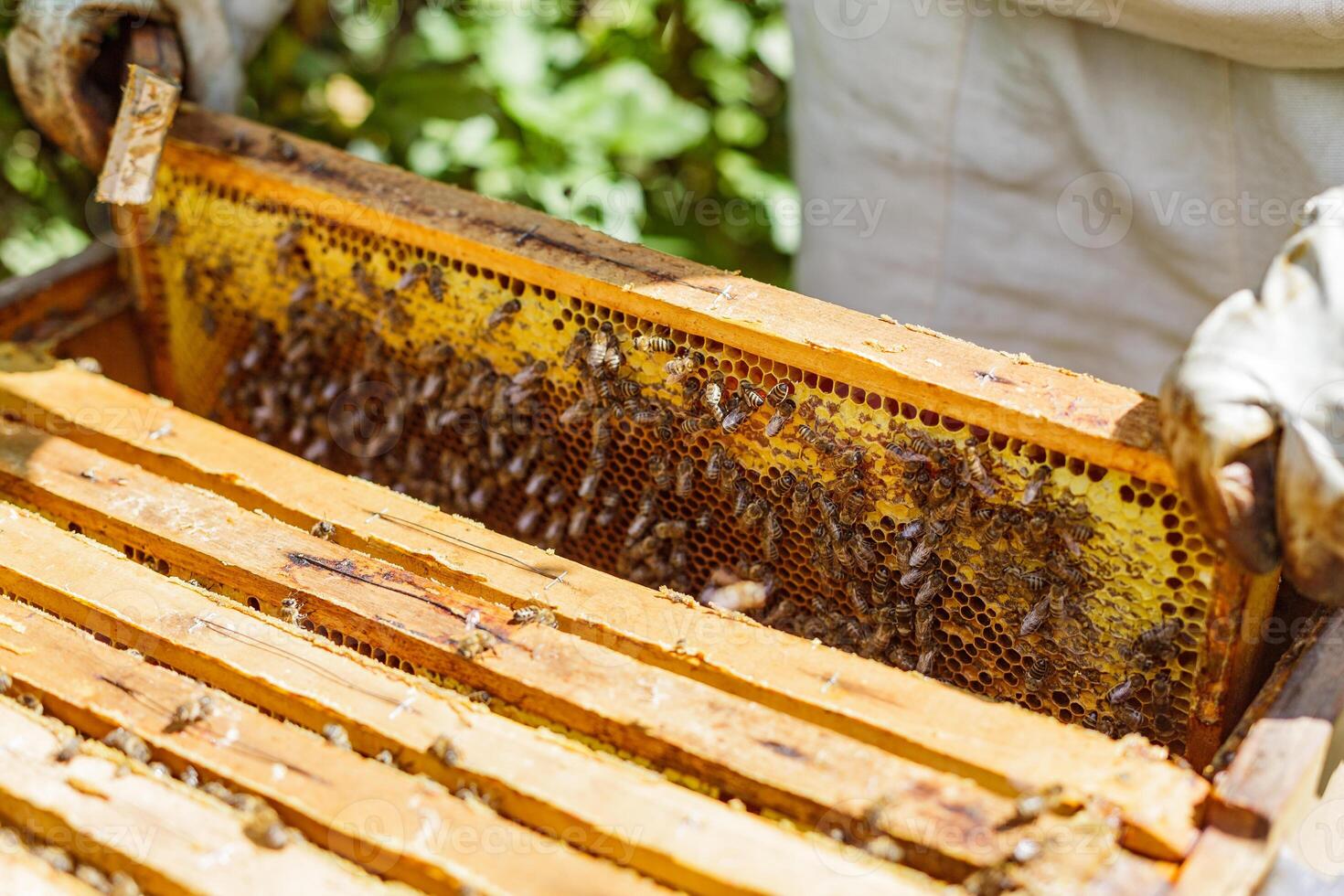 Close Up of Beekeeper Inspecting Bee Covered Honeycomb Frame During Apiary Harvest in Summer photo