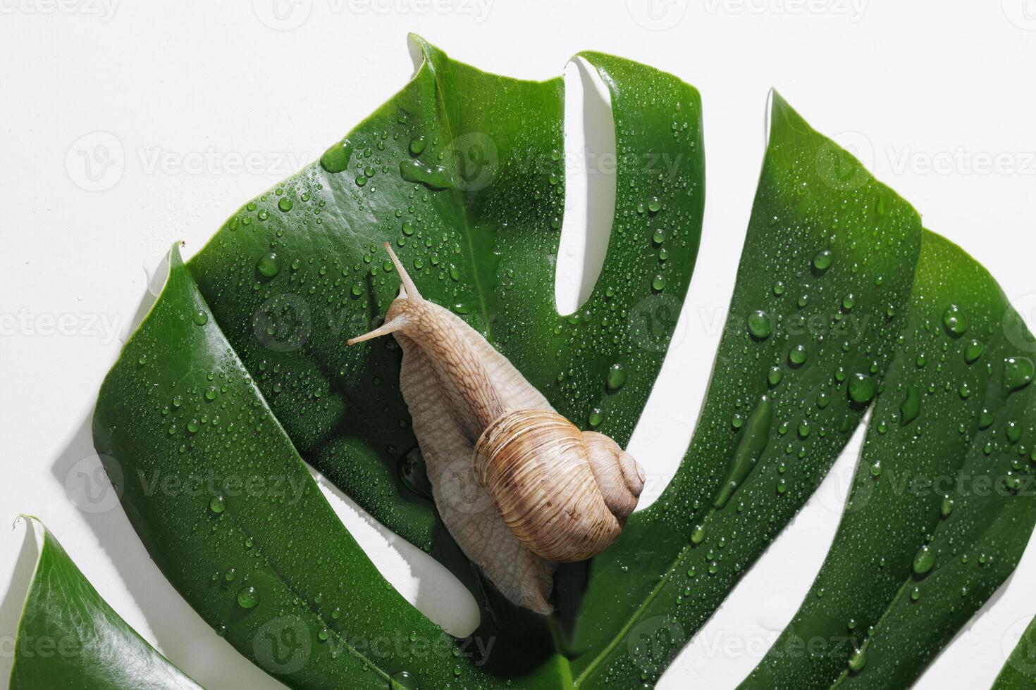 Close-up macro of a brown snail crawling on a dewy green monstera leaf, isolated on a white background. Natural texture, moisture, and tropical botanical theme in minimalist style. photo