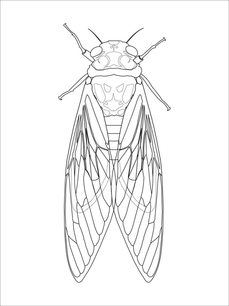 Detailed line art illustration of a cicada, ideal for coloring books, entomology studies, and nature-themed designs vector