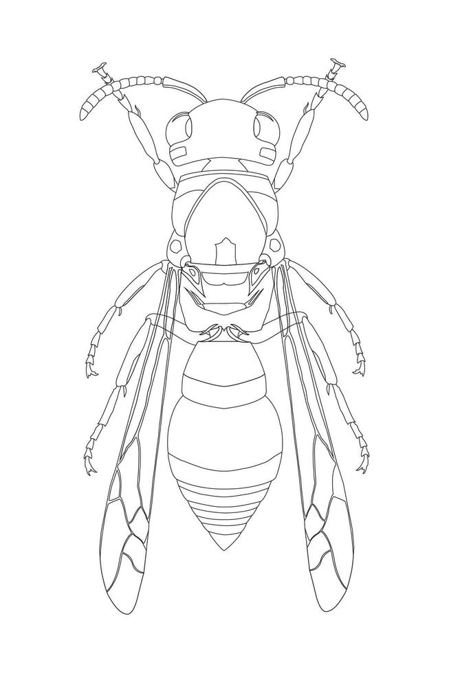 Detailed line art illustration of a wasp in a symmetrical top-down view, showcasing insect anatomy for scientific, educational, and design use vector