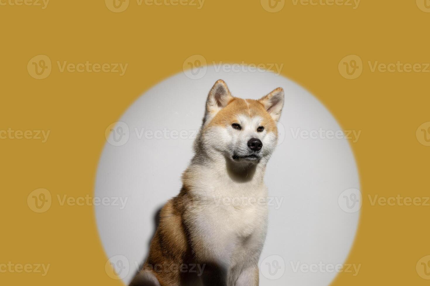 Husky dog on a clean background photo