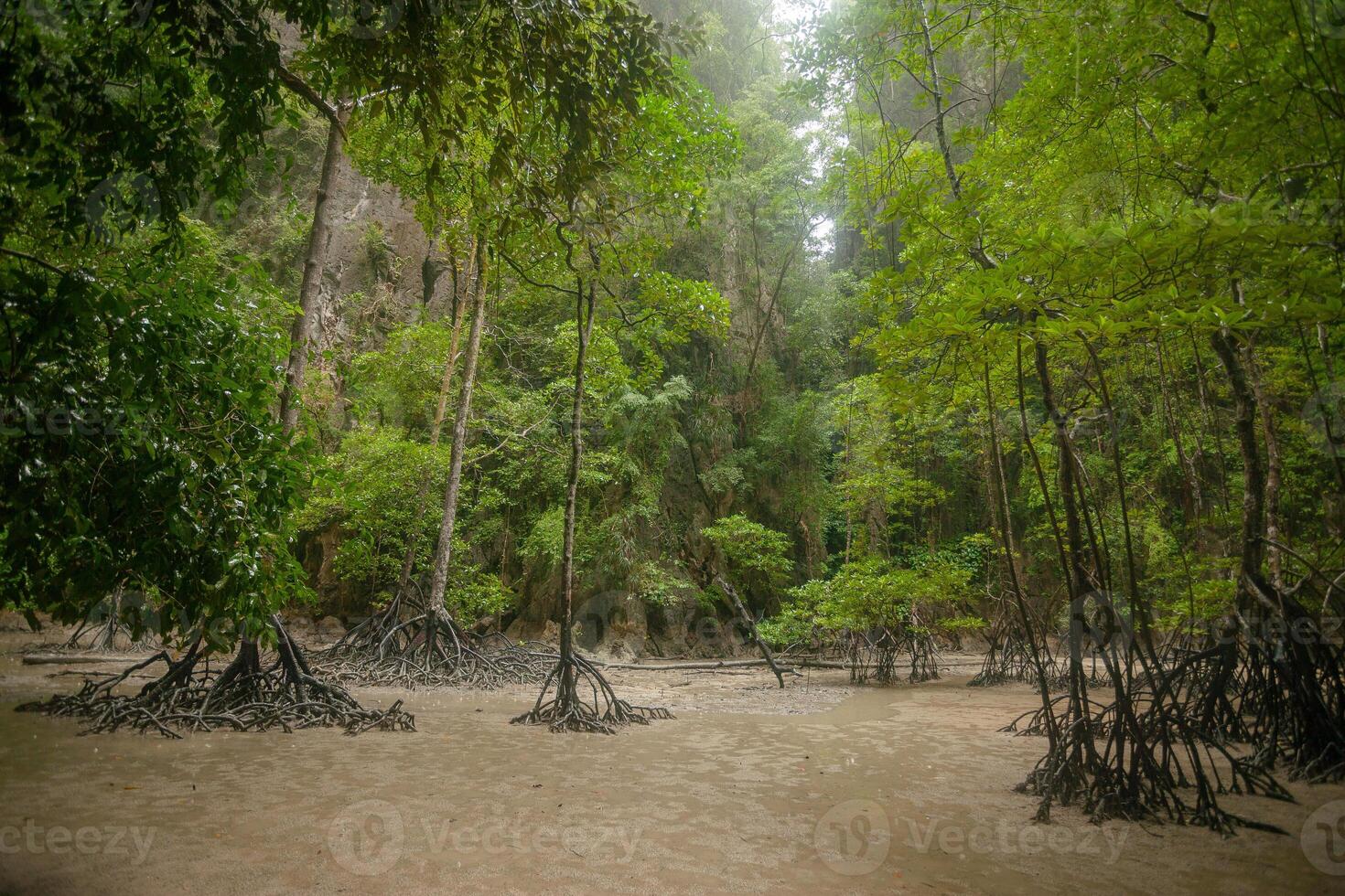 thailand mangrove forest mangrove jungle photo