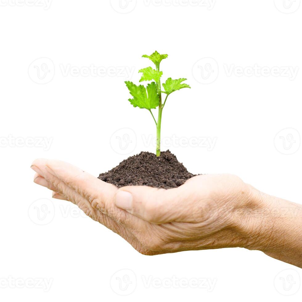 currant sprout in male hands. small seedling plant isolated on white background photo