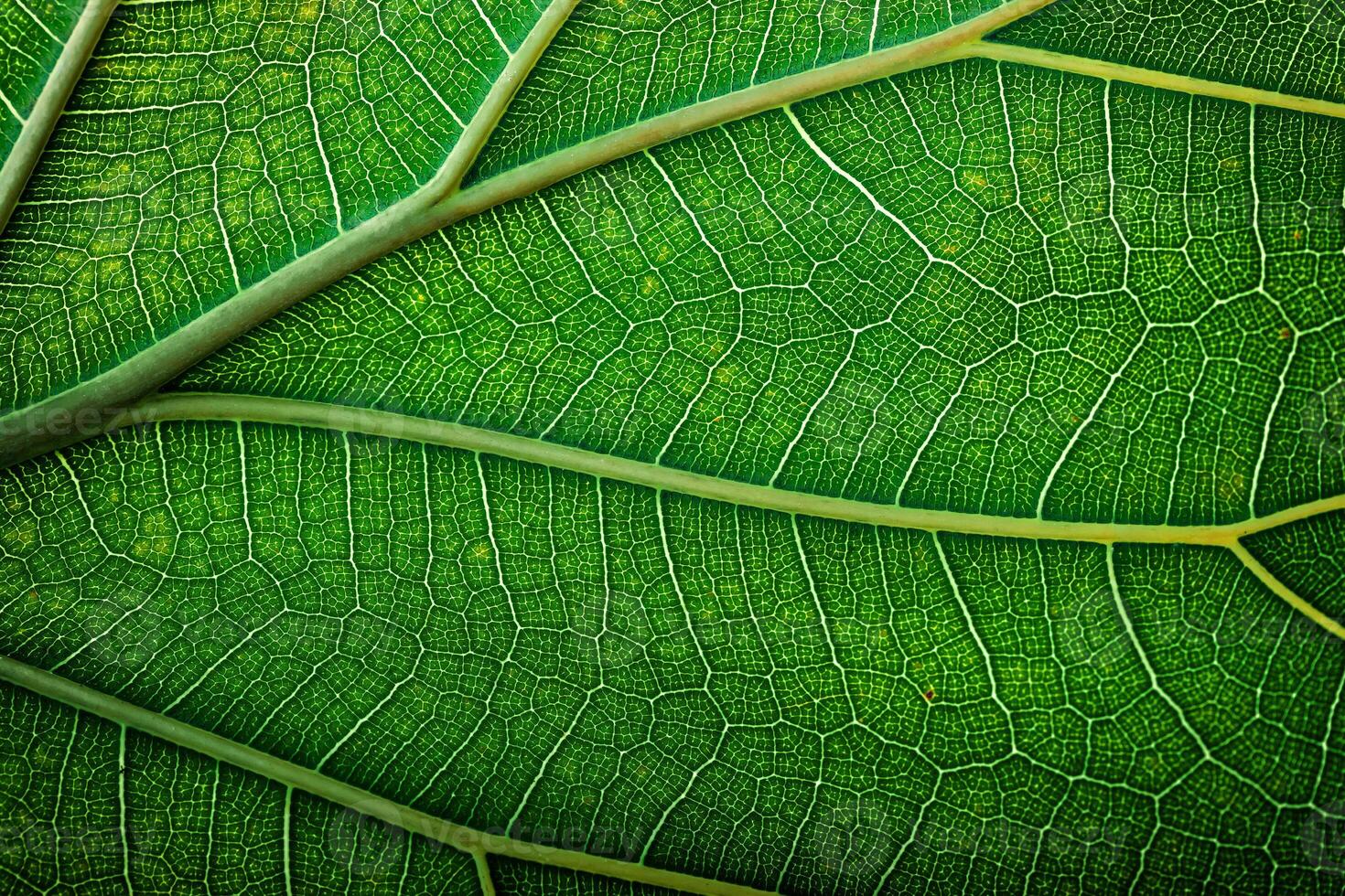 fresh leaf closeup, macro shot of eco greenery photo