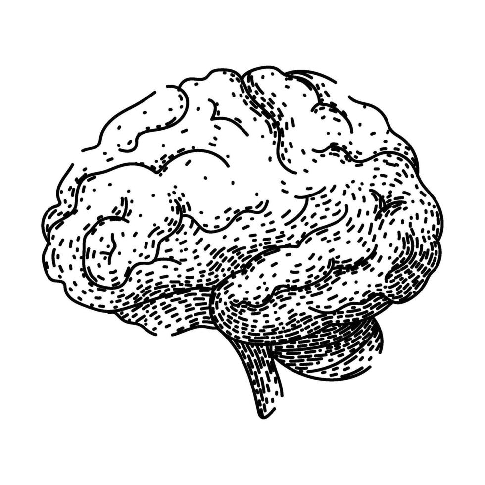 neurons brain sketch hand drawn item vector