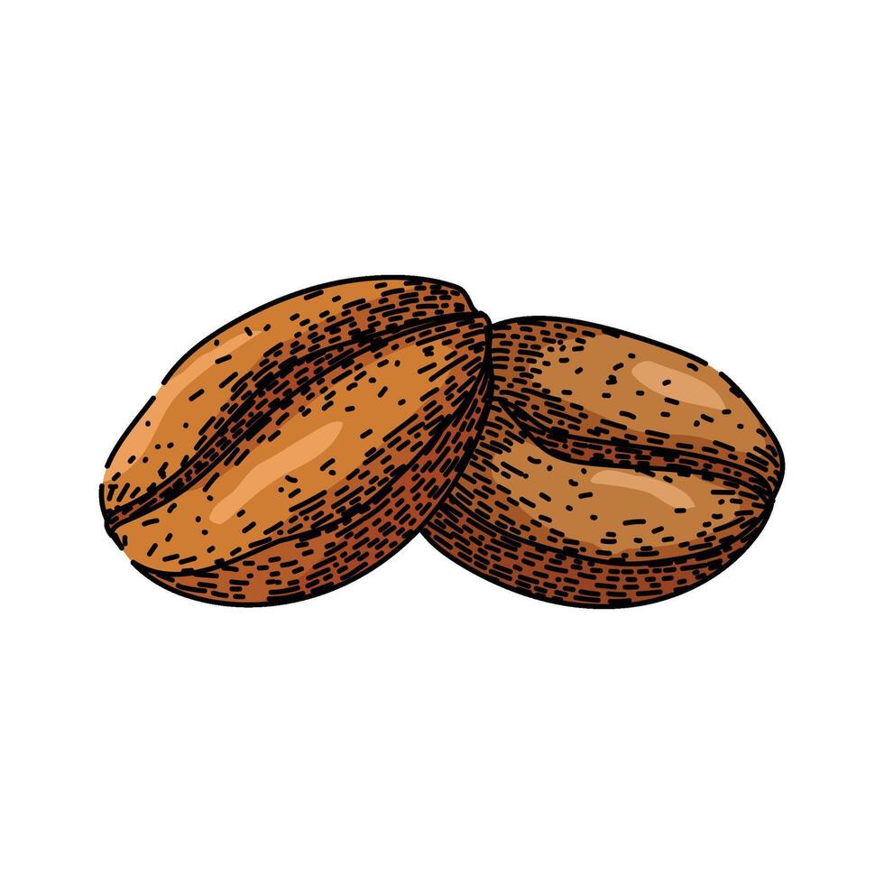 brew cofeee bean sketch hand drawn element vector