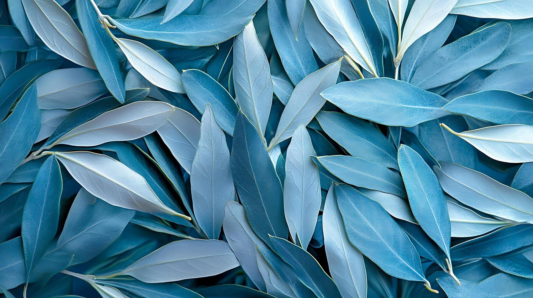 A detailed close up of cool blue leaves with a textured surface. photo