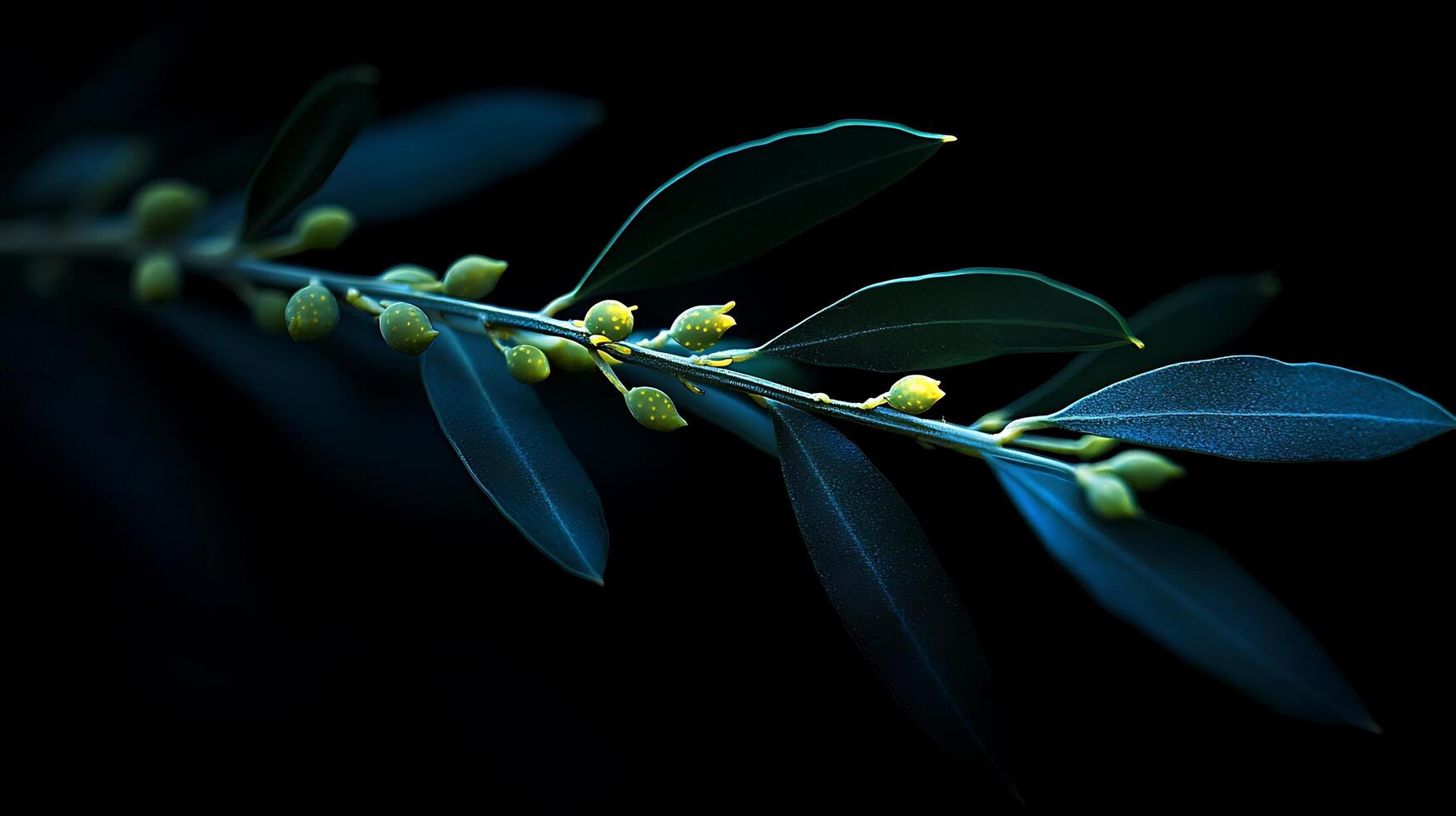 Moody close up of an olive branch with unripe fruit against a dark background. This image captures the texture and delicate details of the plant. photo
