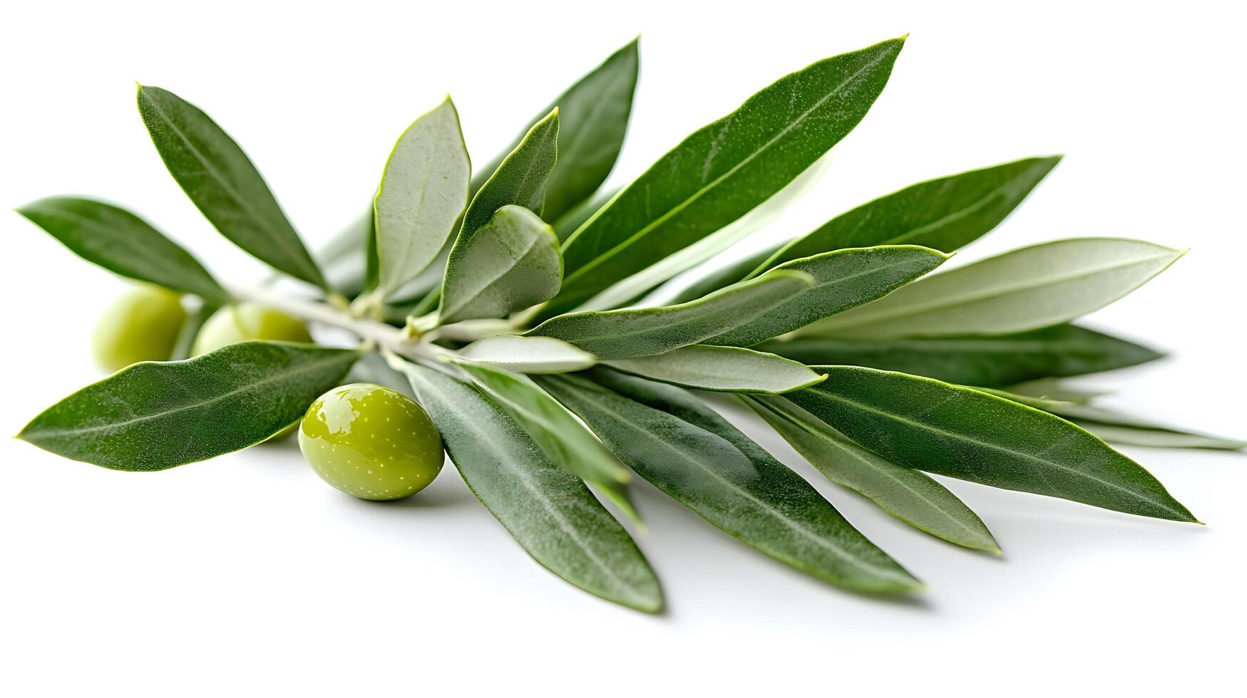 Fresh Green Olives and Olive Branch on White Background. A close up view of unripe olives and their leaves, representing natural freshness and healthy ingredients. photo