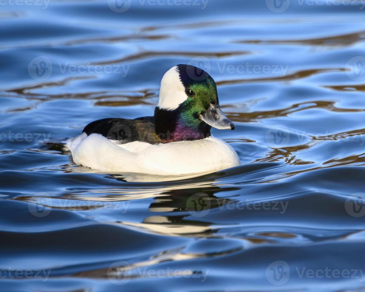 Colorful male duck swimming gracefully in a calm lake during midday photo