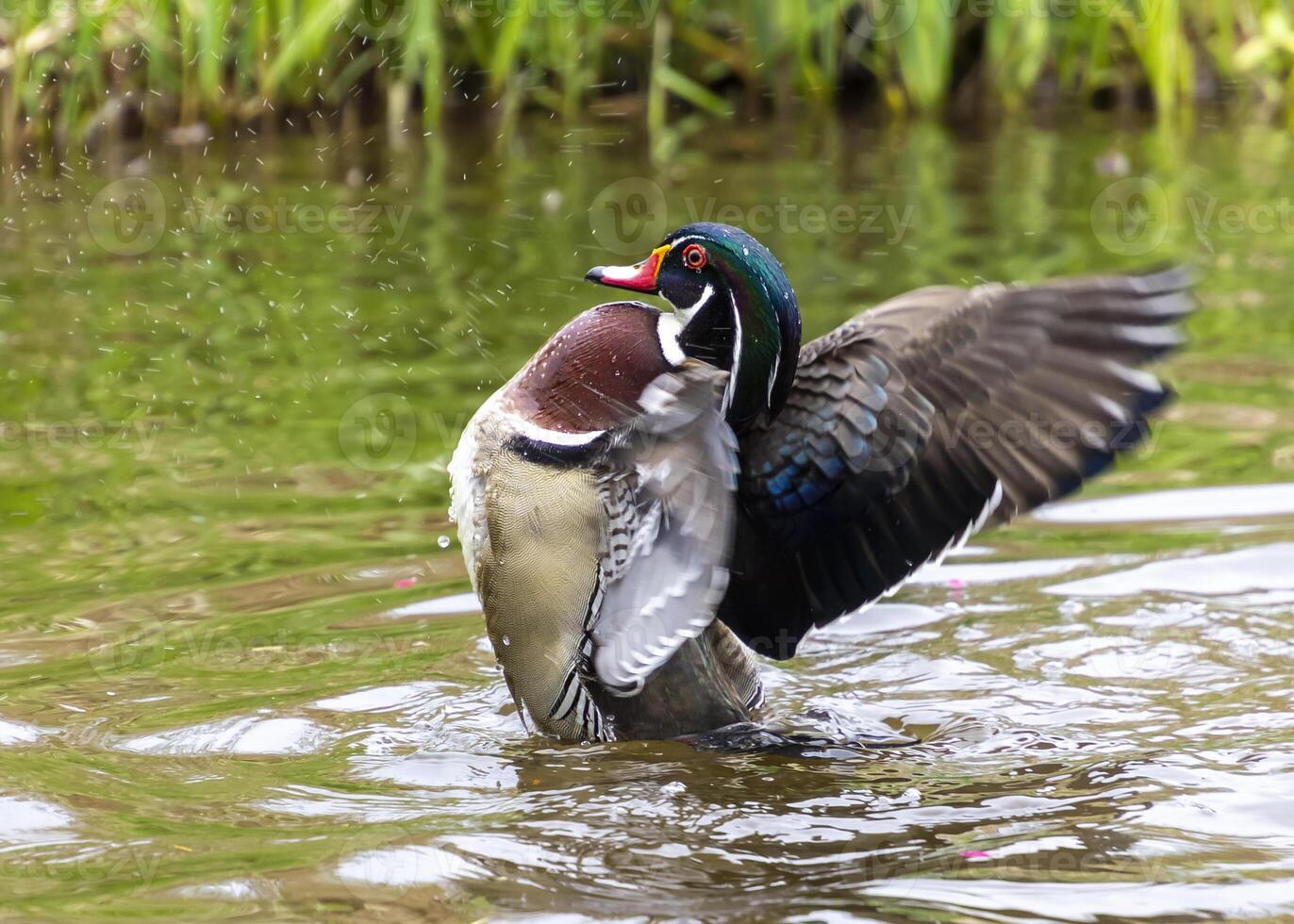 Wood duck splashing in a tranquil pond during springtime in a lush nature setting photo