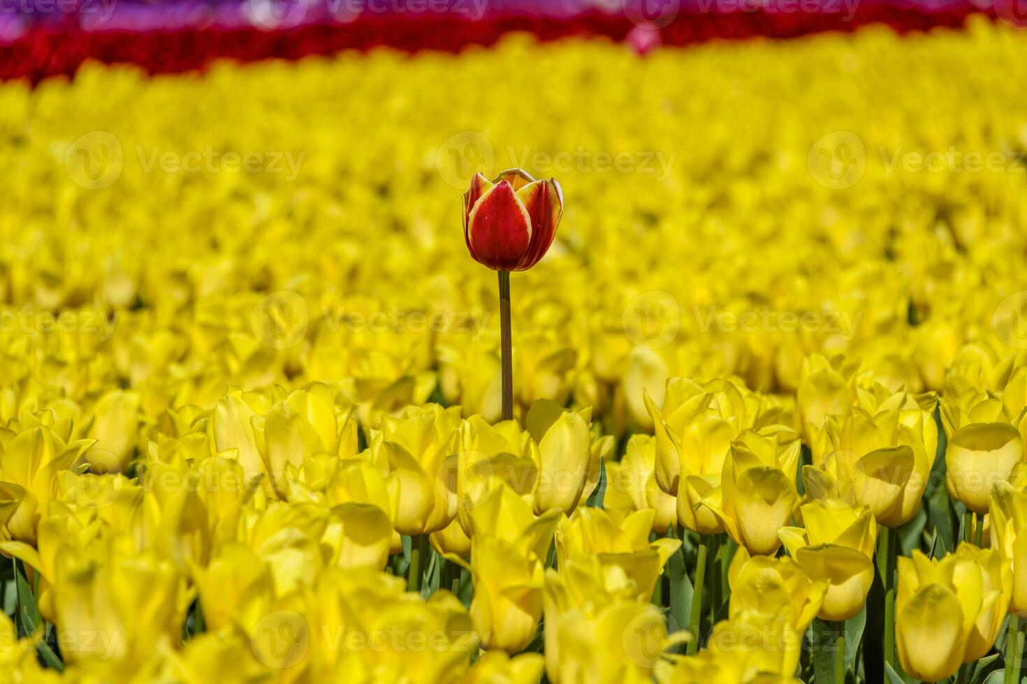 Vibrant tulip field showcasing a striking red flower amidst a sea of bright yellow blooms in springtime photo