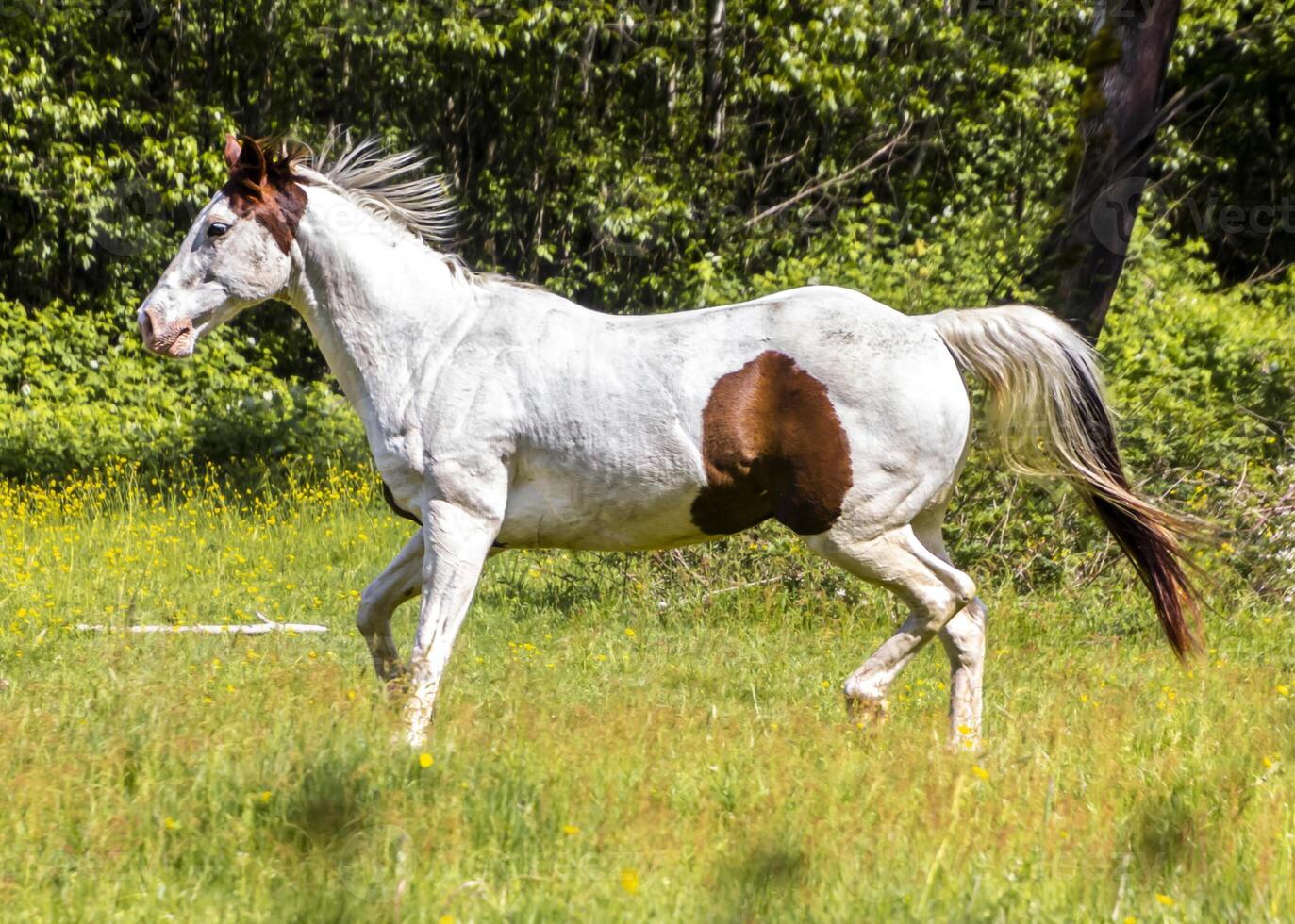 White horse with brown patch running through a green meadow on a sunny day in springtime photo