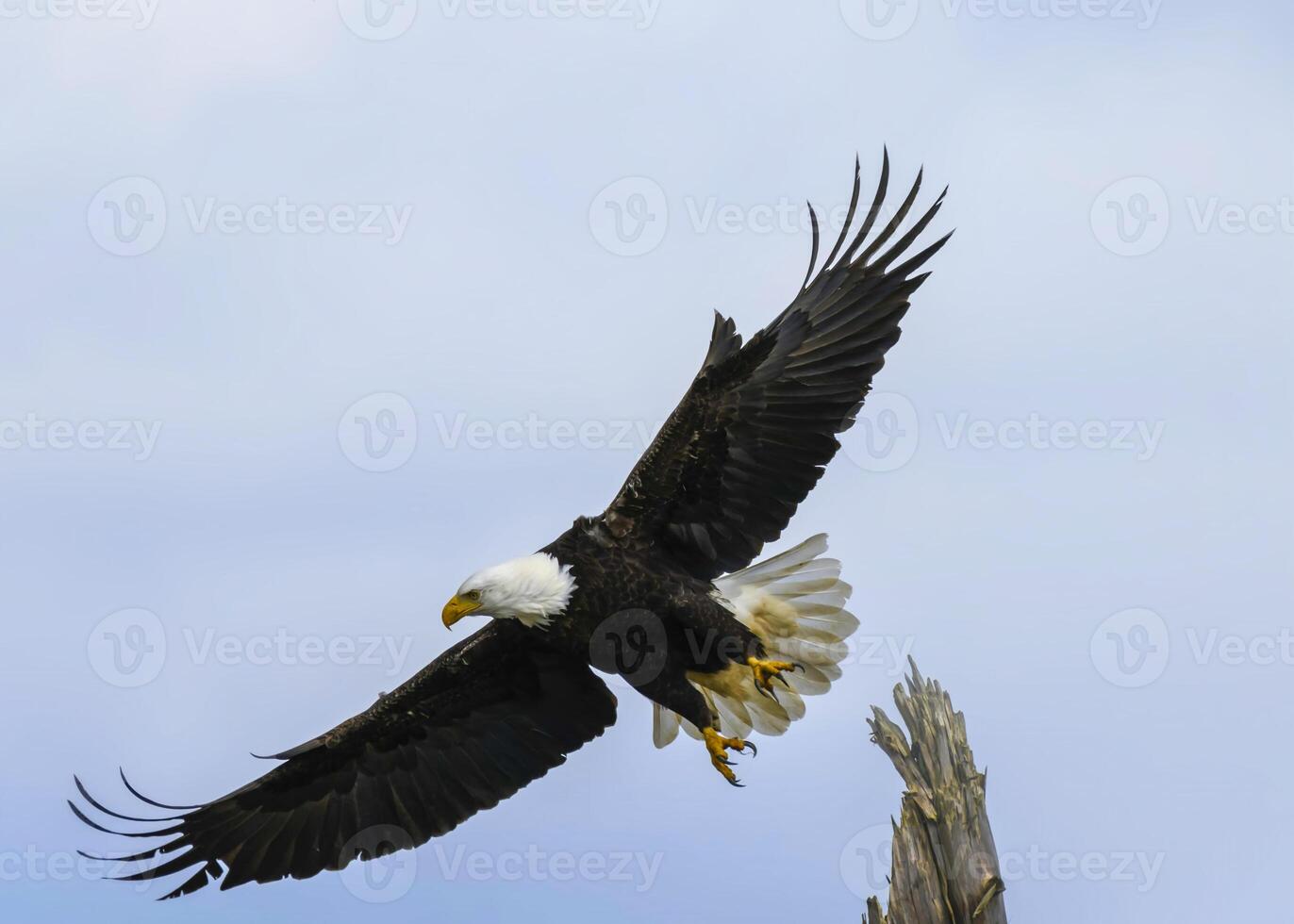 Majestic bald eagle soaring gracefully in the clear sky during daylight near a tall tree photo
