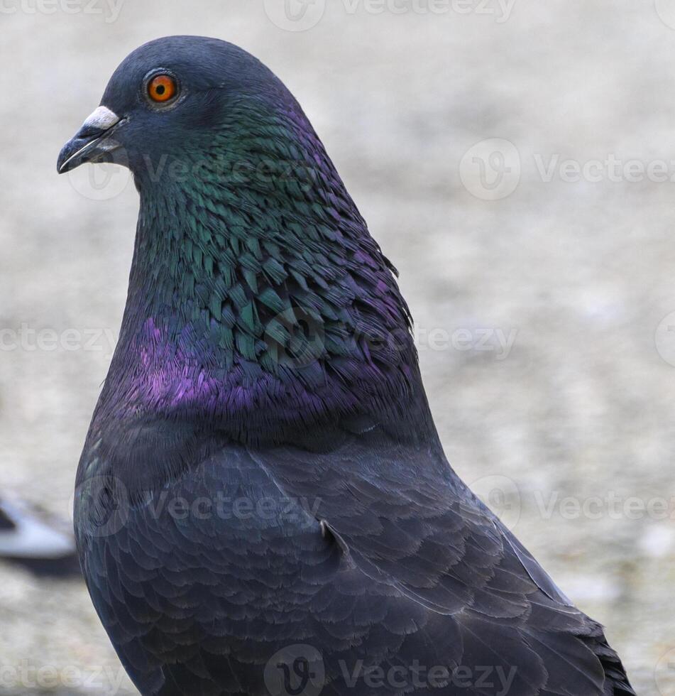 Colorful pigeon perched near urban area showcasing vibrant plumage and unique features during daylight hours photo