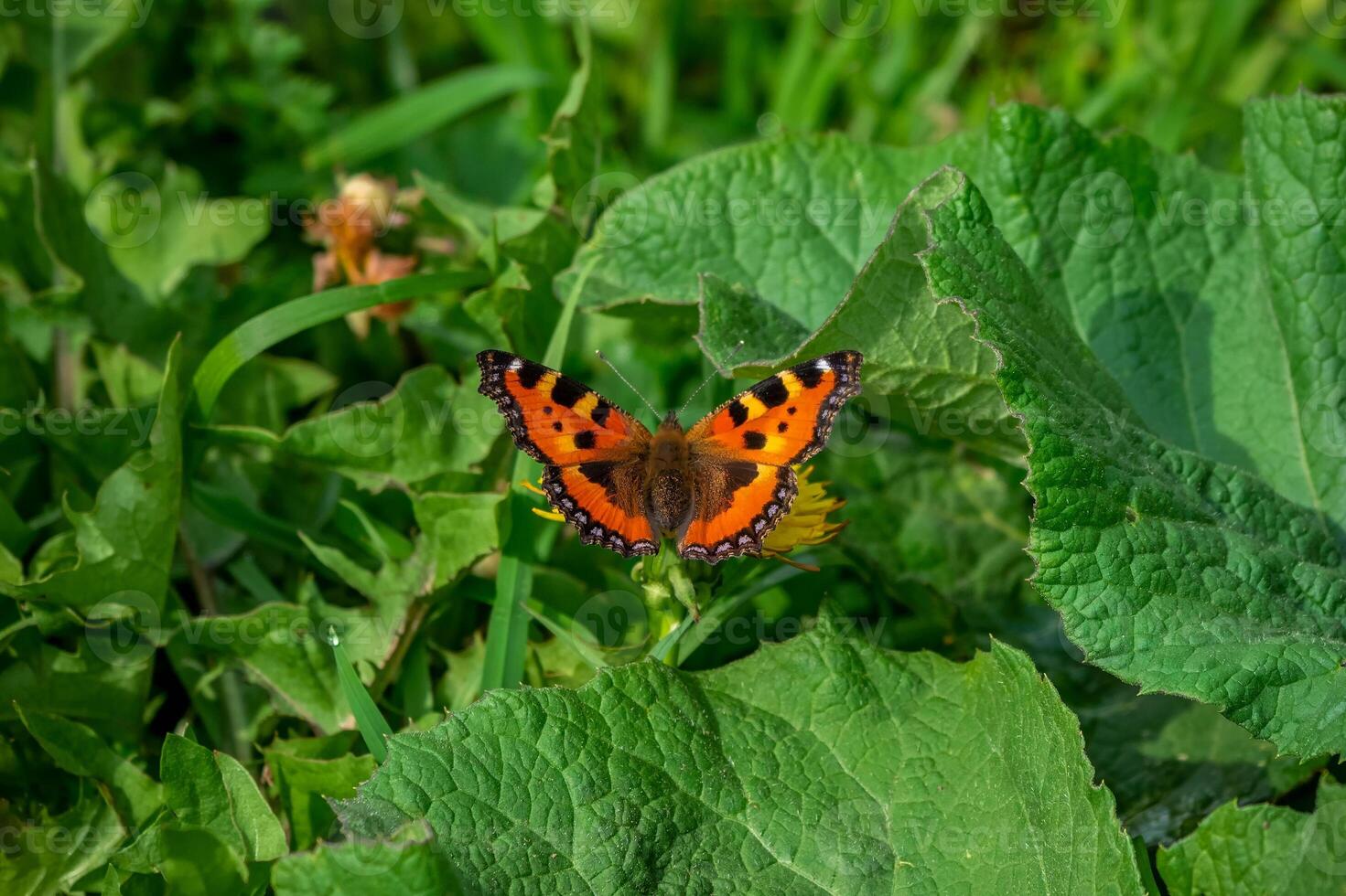 Small Tortoiseshell butterfly taken in Altai Region photo