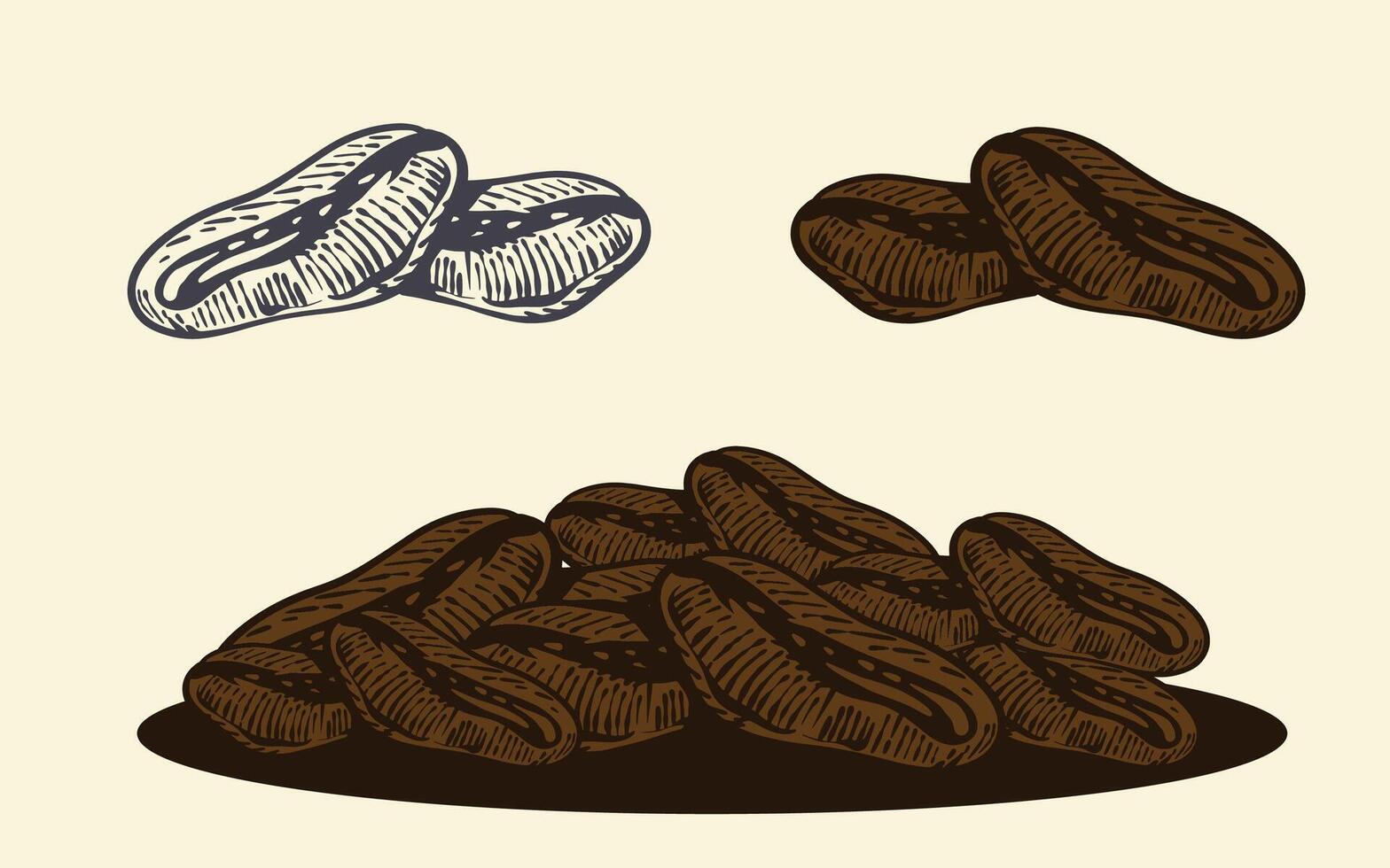 Vintage Coffee beans hand drawn design vector