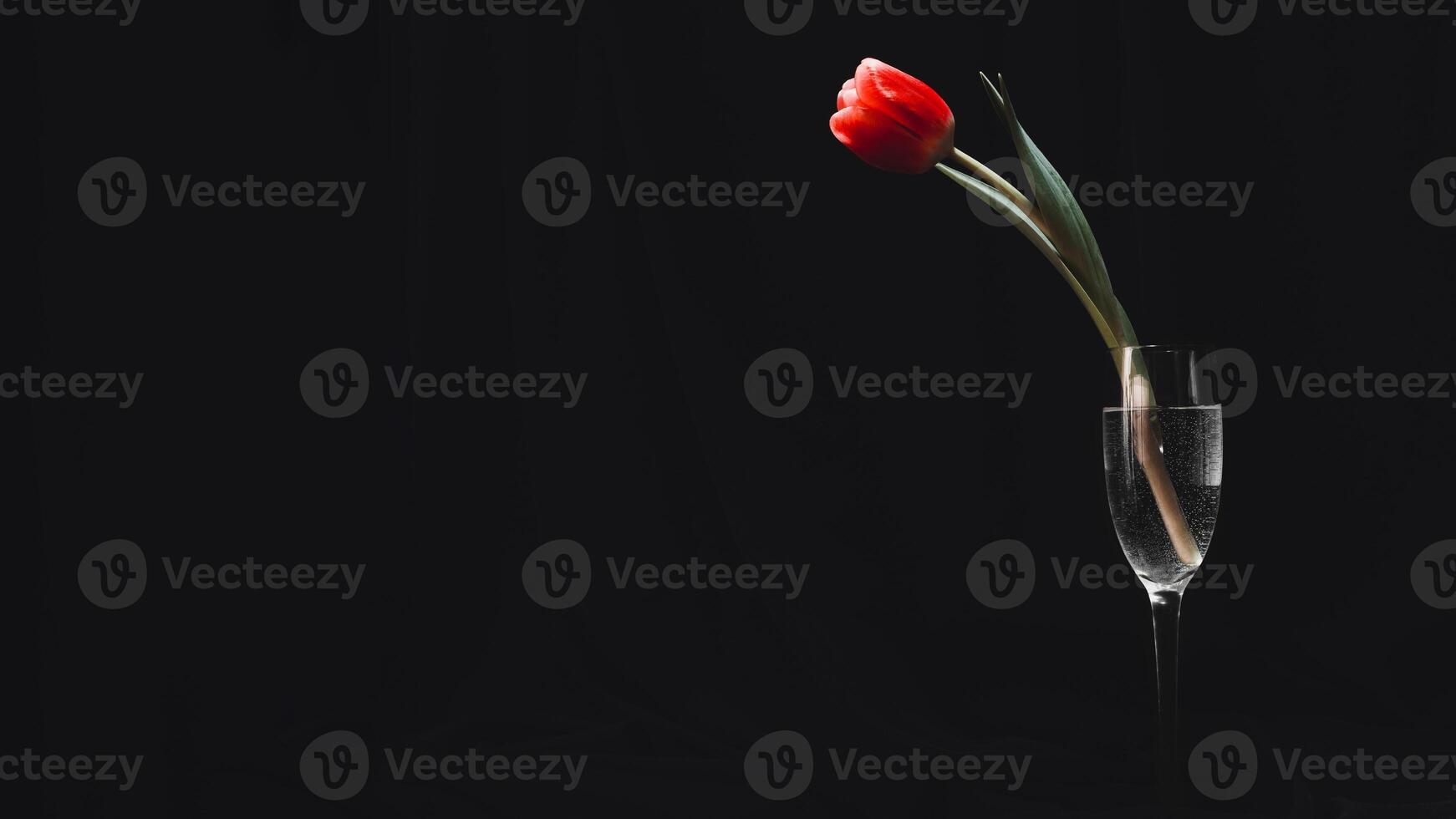 A single red tulip in a glass vase on a black background photo