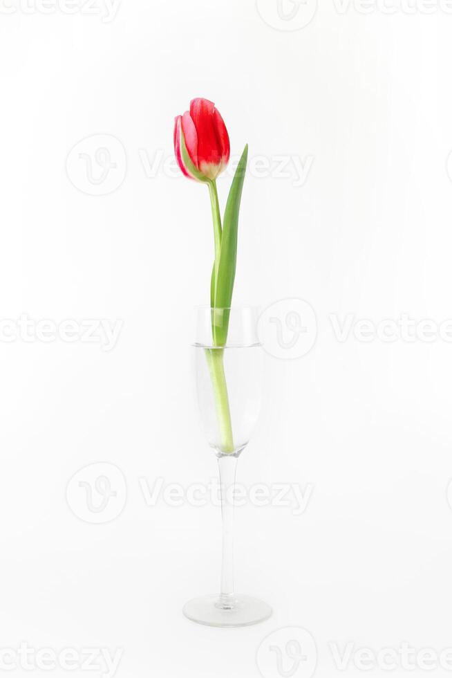 Beautiful red tulip in wine glass on a white background. Single flower, still life. Vertical photo
