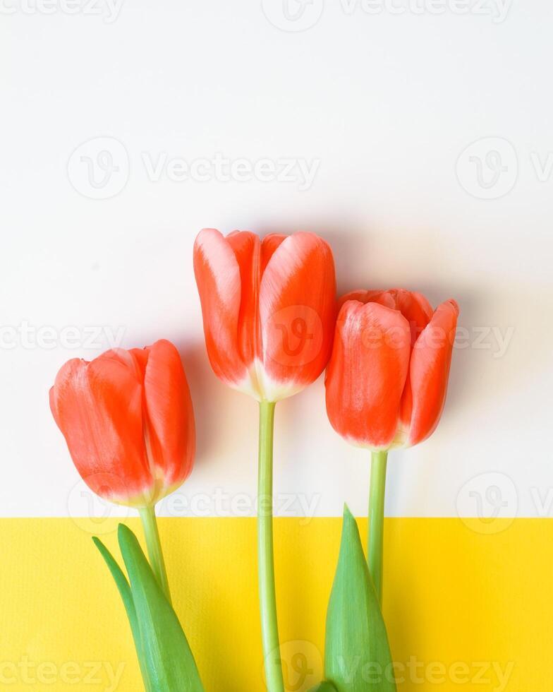 Red tulips and white frame with place for text, yellow background. Flat lay, copy space. Greeting card. photo