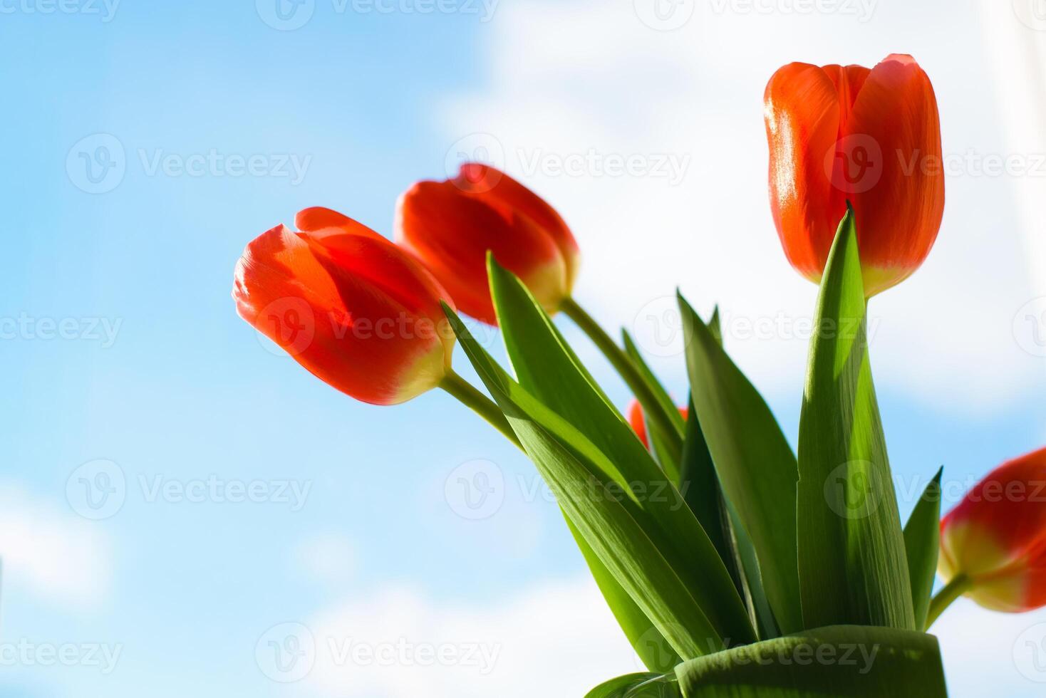A vase with red flowers sitting on a window sill photo