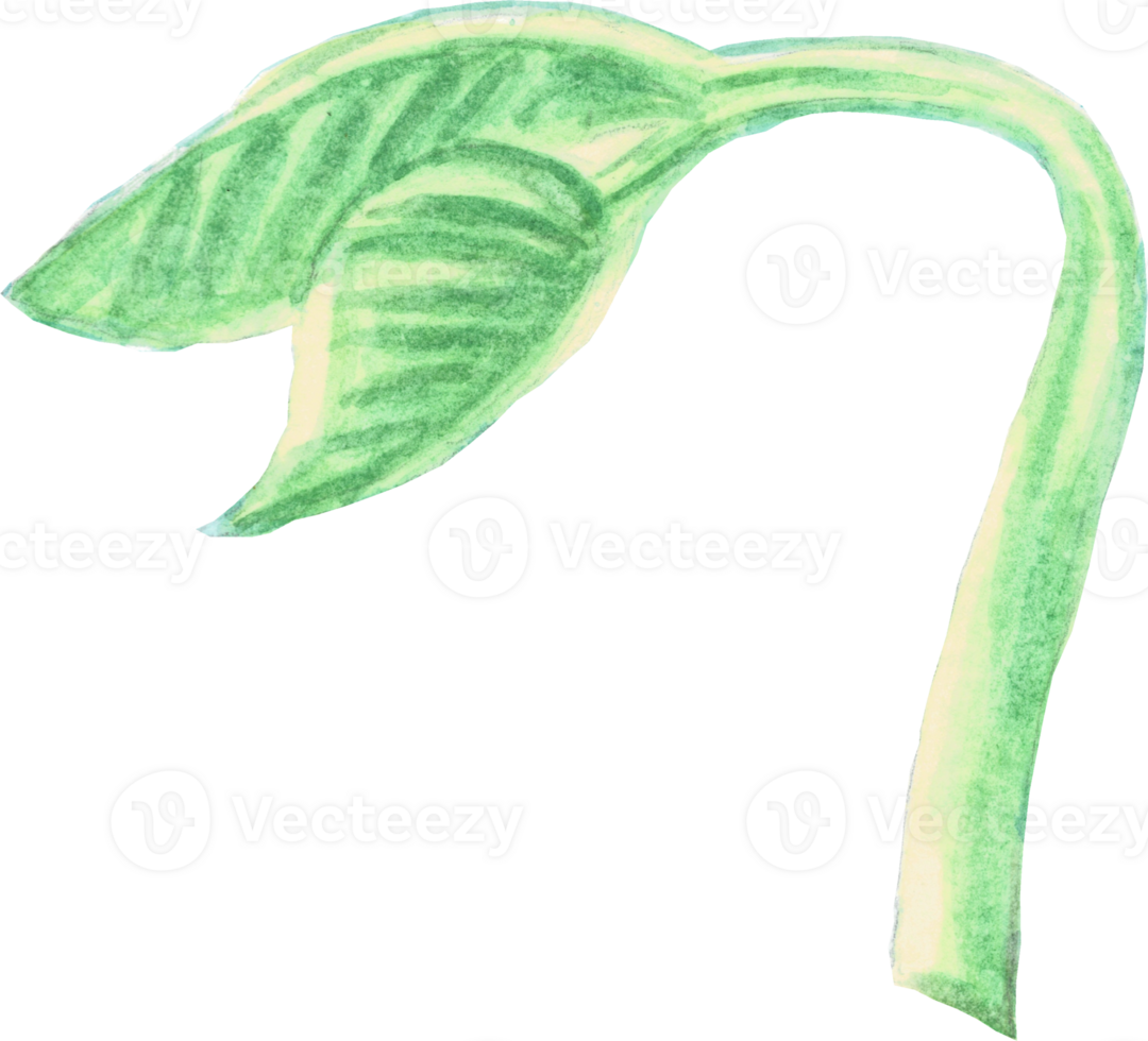 Sprout is painted by hands with watercolor in real fine art style png