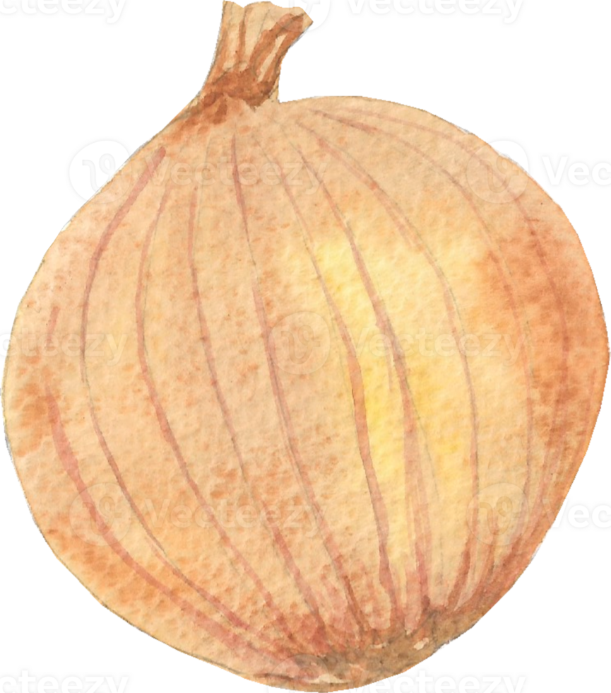 Onion is painted by hands with watercolor in real fine art style png