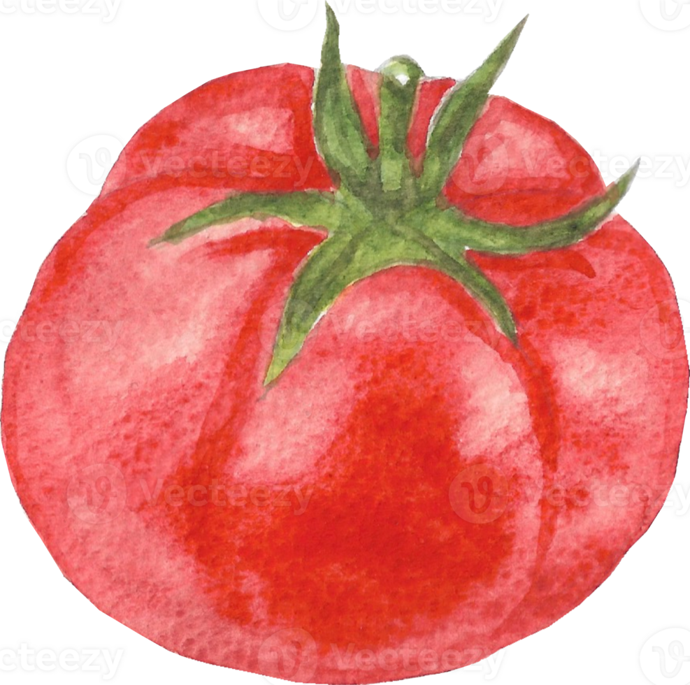 Tomato is painted by hands with watercolor in real fine art style png