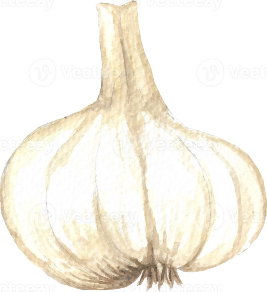 Garlic is painted by hands with watercolor in real fine art style png