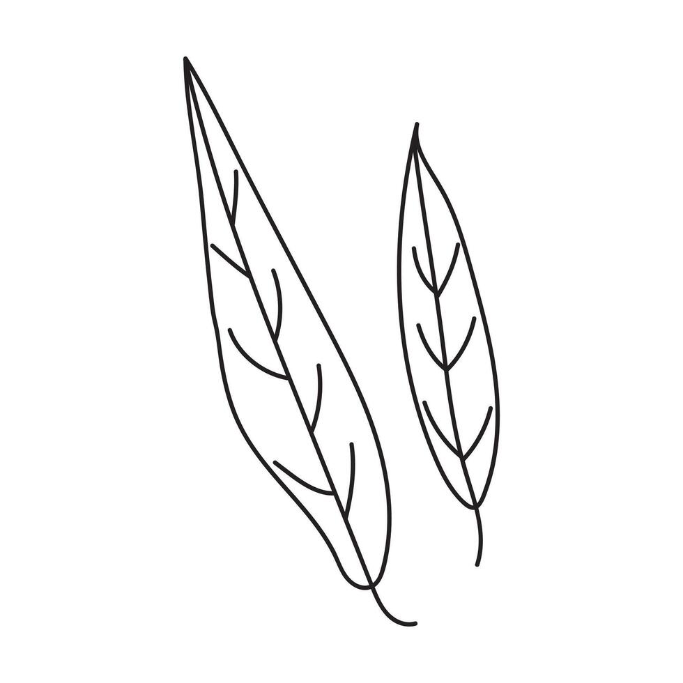 willow leaf outline.Simple line art illustration of two leaves. vector