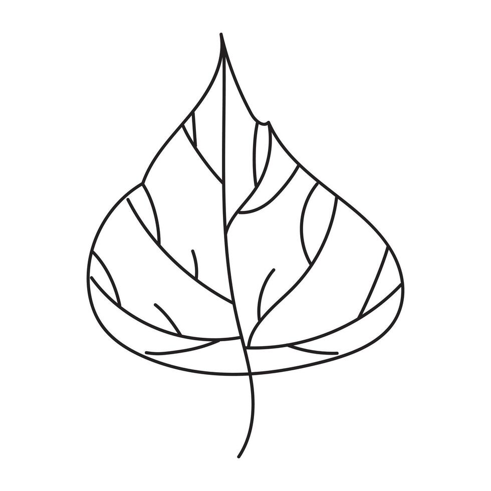 Line drawing of an aspen leaf vector
