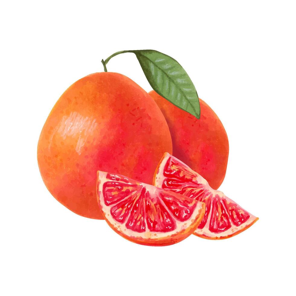 Blood oranges and slices on white background vector