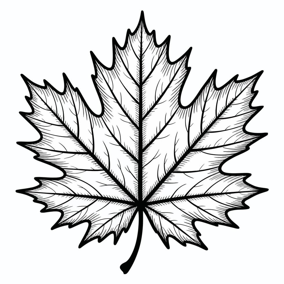 Black and white maple leaf illustration on white background vector