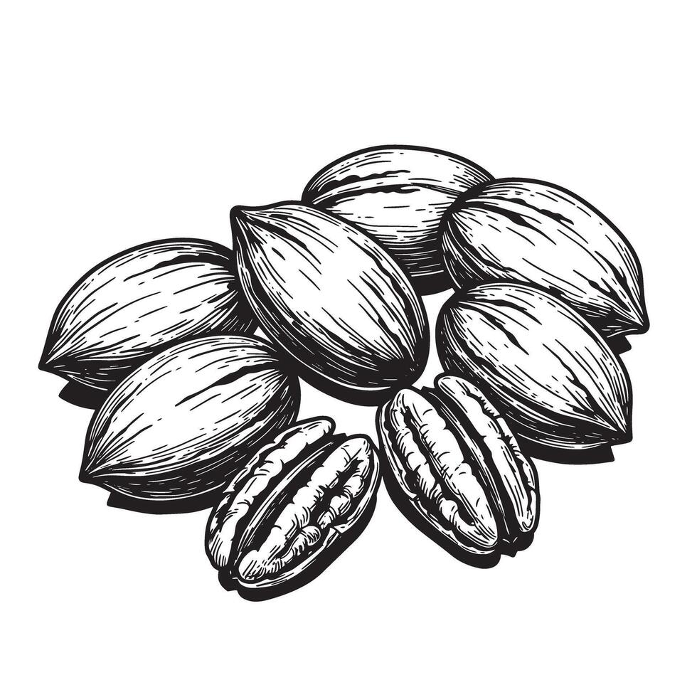 A detailed black and white vintage art silhouette depiction of pecan nuts beautifully rendered with exquisite hatching techniques on a white background. vector